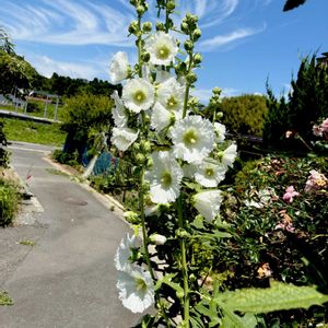 タチアオイ,アオイ科,海辺,植栽,今日のお花の画像