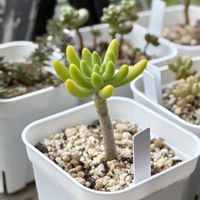 クランベリー,セダム,エケベリア,八千代,桃太郎の画像
