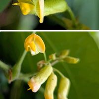 チェリーセージ,長芋,トキリマメ,チェリーセージ（サルビアミクロフィラ）,サルビア・ミクロフィラの画像
