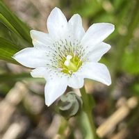 リンドウ,高山植物,タテヤマリンドウ,山野草の画像