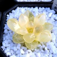 ハオルチア,ハオルチア オブツーサ,オブツーサ錦,多肉植物,ハオルチア属の画像