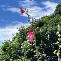 ズッキーニの花,立葵（タチアオイ）,ミニ薔薇,今日のお花,黄色い金曜日の画像
