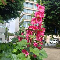 タチアオイ,アオイ科,ピンクの花,不忍池の画像