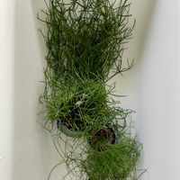 リプサリス,リプサリス　カスッサ,多肉植物,観葉植物,キキ　リプサリスの画像