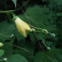 キレンゲショウマ,山野草,花のある暮らし,繋がりに感謝✨,植物が大好きの画像
