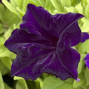 紫色の花,#ガーデニング,エクステリアの画像