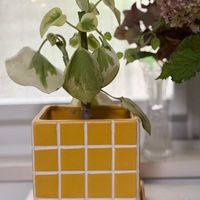 ペペロミア,PR,ハクサン,PWの画像