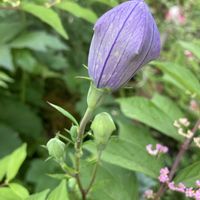 キキョウ,コムラサキ,耐寒性宿根草,金曜日の蕾たち,われら17年組の画像