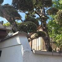 ケヤキの画像