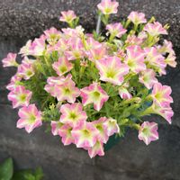 ペチュニア,ハンキング,iPhone撮影,ほったらかしガーデニング,ペチュニアさくらミルクの画像