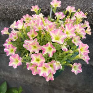 ペチュニア,ハンキング,iPhone撮影,ほったらかしガーデニング,ペチュニアさくらミルクの画像