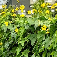 ヘチマ,散歩の途中の画像