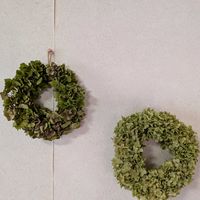 紫陽花,アナベル,ドライフラワー,リースの画像