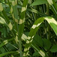 ススキ,タカノハススキ,タカノハススキ,茅の輪,茅の輪の画像