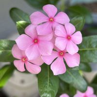 オレガノ,日々草,お庭,お花のある暮らし,ばら バラ 薔薇の画像