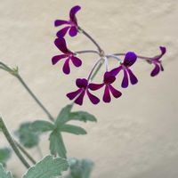 ペラルゴニウム,鉢植え,北側花壇,金曜日の蕾たち,煌めきの金曜日の画像