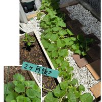 ミニトマト,リンゴ,かぼちゃ,かわいいな♡,お花が好き♡の画像