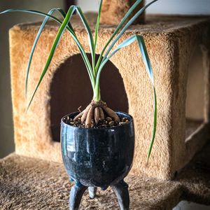 ユッカ,ユッカ リギダ,盆栽,ユッカ属,根上がりの画像
