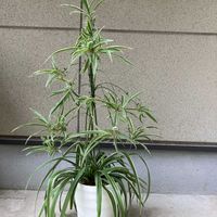 オリヅルラン,ヒロハオリヅルラン,ヒロハオリヅルラン,観葉植物,100均観葉植物の画像