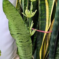 サンスベリア,サンスベリアのお花の画像