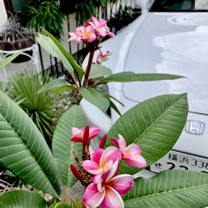 Sくん,Plumeria "Divine",金曜日の蕾たち,グリーンファームあい菜フローラ店,車庫の画像
