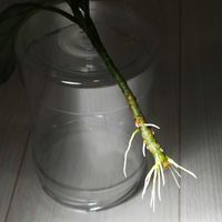 アグラオネマ,アグラオネマ ピクタム トリカラー,アグラオネマ エウレカ,DRYピクタム,エウレカタイプの画像