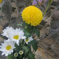 キク,菊波,黄色の菊,きく,菊 キクの画像