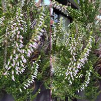 カルーナ,鉢植え,葉っぱ,花のある暮らし,小さい花の画像