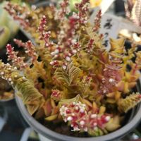 クーペリー,福禄寿,茜の塔錦,小人の祭り錦,植中毒の画像
