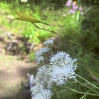 フジバカマ,ヒヨドリバナ,半日陰の庭,寒冷地の庭,アサギマダラが好きな花の画像