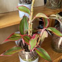 アグラオネマ,アグラオネマ,サトイモ科,観葉植物,ハイドロカルチャーの画像