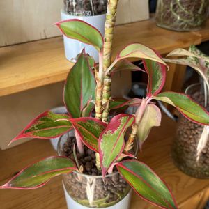 アグラオネマ,アグラオネマ,サトイモ科,観葉植物,ハイドロカルチャーの画像