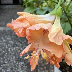 キュウリ,ハイビスカス,チャイニーズハット,チャイニーズハット,ハイビスカス  オレンジ・フラミンゴの画像
