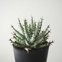 アロエ,アロエ エリナケア,アロエ属の画像