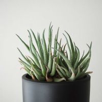 アロエ,アロエ パルブラ,アロエ属の画像