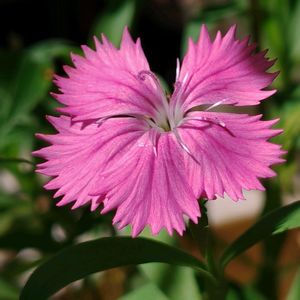 撫子(なでしこ),寄せ植え,鉢植え,我が家の庭,かわいい花の画像