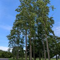 ノウゼンカズラ,私の癒し,繋がりに感謝✨,仙台市青葉区界隈,東北人花の会の画像