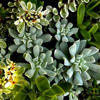 ランタナ,クラウド,寄せ植え,多肉植物,リメ缶の画像