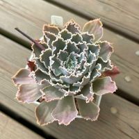 エケベリア,シャビアナ,多肉植物,鉢植え,エケベリア属の画像