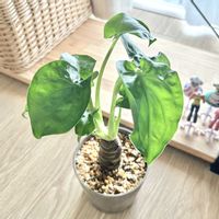 クワズイモ,観葉植物,リビング・ダイニングの画像