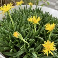 ルコウソウ,テルナミ(三時草),クサハナビ（三時草）,ハゼラン(三時草),さんじそうの画像