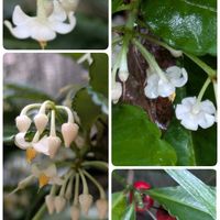 マユハケオモト,万両,イチジク,プリンセスメロンの画像