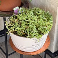 マツバギクの画像