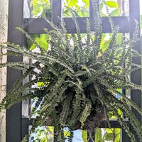 ネフロレピス,ネフロレピス ダッフィー,観葉植物,シダ植物,熱帯植物の画像
