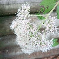 フジバカマ,フランスギク,コウゾリナ(顔剃菜),お出かけ先の画像