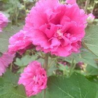 タチアオイ,八重咲き,今日のお花,❤️M.family❤️,福島からのエールの画像