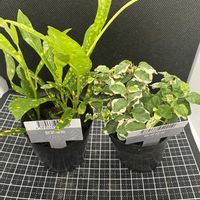フィカス・プミラ,クロトン,観葉植物,ダイソー,クロトンノキ属の画像