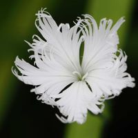 ナデシコ,ナデシコ,なでしこ,なでしこ  撫子  ナデシコの画像