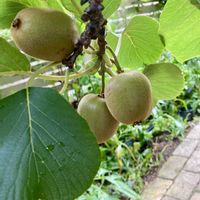 キウイ,落葉低木,花のある暮らし,庭の宿根草,実のなる木の画像