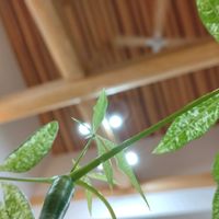 パキラ,パキラ ミルキーウェイ,観葉植物,お気に入り,新芽の画像